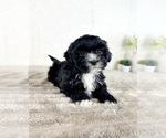 Small #4 ShihPoo