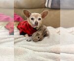 Small Photo #8 Chihuahua Puppy For Sale in Phoenix, AZ, USA