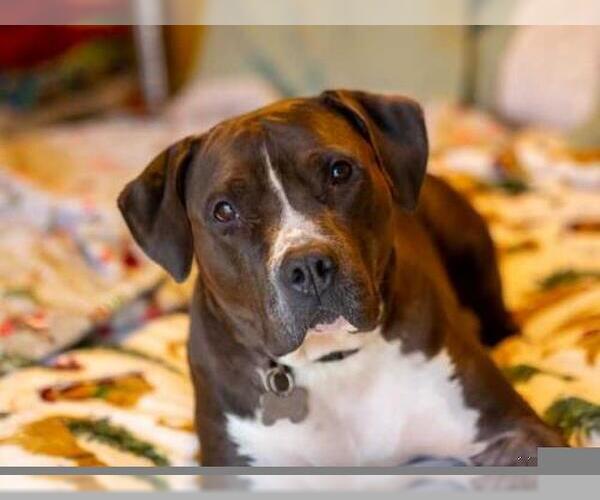 Medium Photo #4 American Staffordshire Terrier-Unknown Mix Puppy For Sale in Minneapolis, MN, USA
