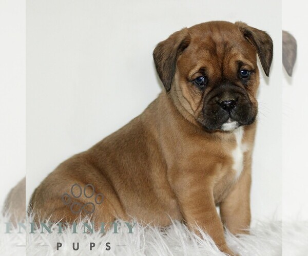 Medium Photo #3 Boxador Puppy For Sale in NEW HOLLAND, PA, USA