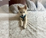 Small Photo #26 Pomsky Puppy For Sale in LOVELAND, CO, USA