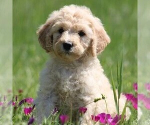 Goldendoodle-Poodle (Standard) Mix Puppy for sale in ITASCA, TX, USA