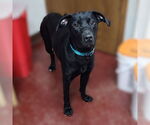 Small #12 Labrador Retriever Mix