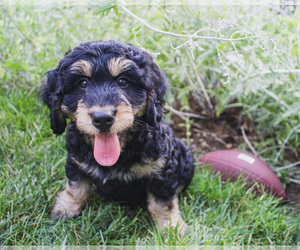 Bernedoodle (Miniature) Puppy for sale in NARVON, PA, USA