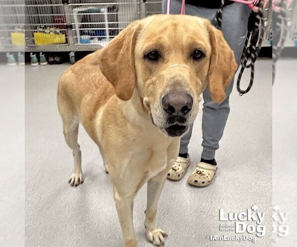 Medium Photo #2 Labrador Retriever-Retriever  Mix Puppy For Sale in Washington, DC, USA