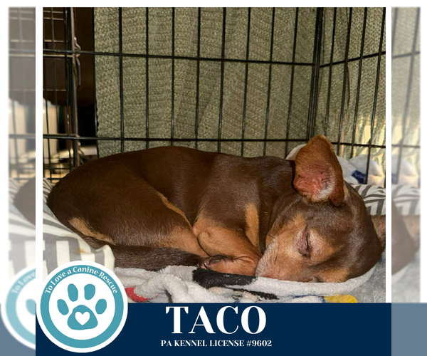 Medium Photo #3 Chihuahua-Unknown Mix Puppy For Sale in Kimberton, PA, USA