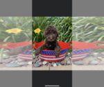 Small #2 Labloodhound-Labrador Retriever Mix