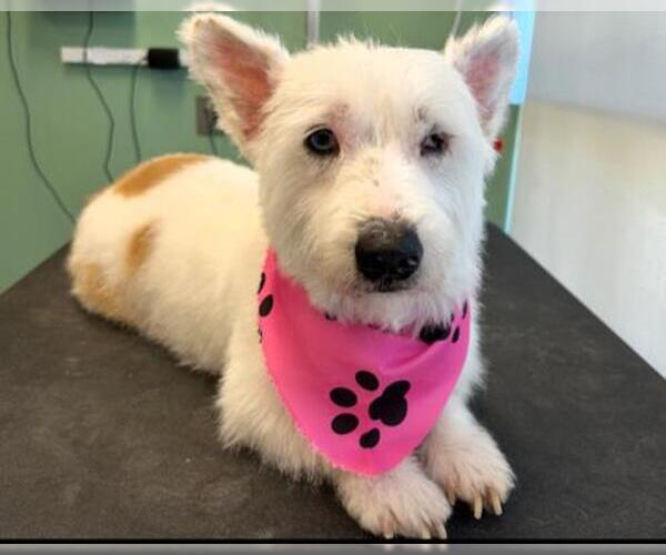 Medium Photo #1 Pembroke Welsh Corgi-Unknown Mix Puppy For Sale in Orange, CA, USA