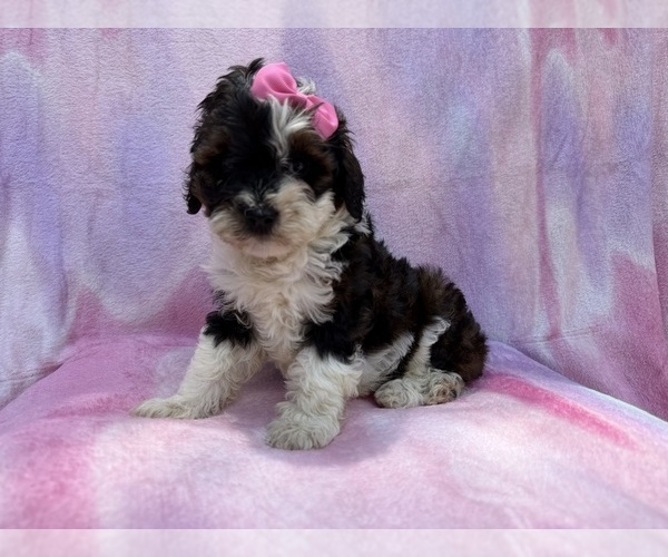 Medium Photo #8 Cockapoo (Miniature) Puppy For Sale in LAKELAND, FL, USA