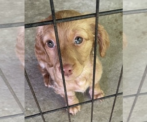 Dachshund Puppy for sale in ENTERPRISE, AL, USA