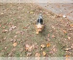 Small Photo #14 Yorkshire Terrier Puppy For Sale in MARIETTA, GA, USA