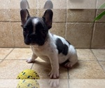 Small #4 French Bulldog