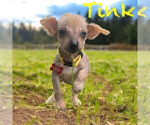Mutt Dogs for adoption in Plymouth, MN, USA