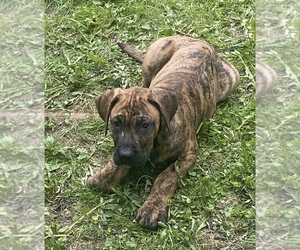 Presa Canario Puppy for sale in ANSON, ME, USA