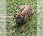 Small Presa Canario