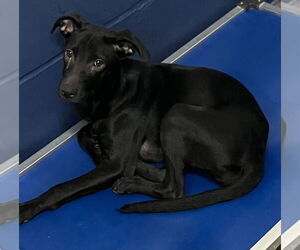 Labrador Retriever-Unknown Mix Dogs for adoption in Sterling, MA, USA