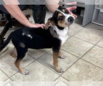 Small #2 Beagle Mix