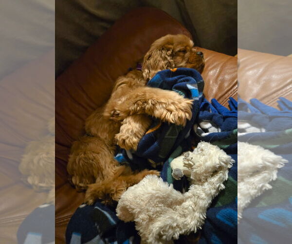 Medium Photo #3 Cocker Spaniel Puppy For Sale in Belleuve, NE, USA