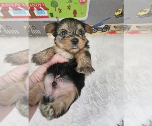 Yorkshire Terrier Puppy for sale in KATY, TX, USA