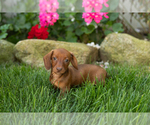Small #2 Dachshund