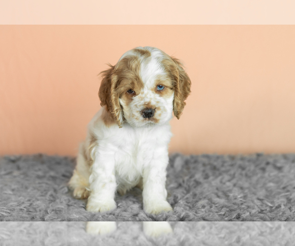 Medium Photo #1 Cocker Spaniel Puppy For Sale in NAPPANEE, IN, USA