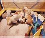 Small Photo #22 Golden Retriever Puppy For Sale in DAKOTA, MN, USA