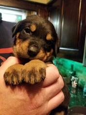 Rottweiler Puppy for sale in POTTSBORO, TX, USA