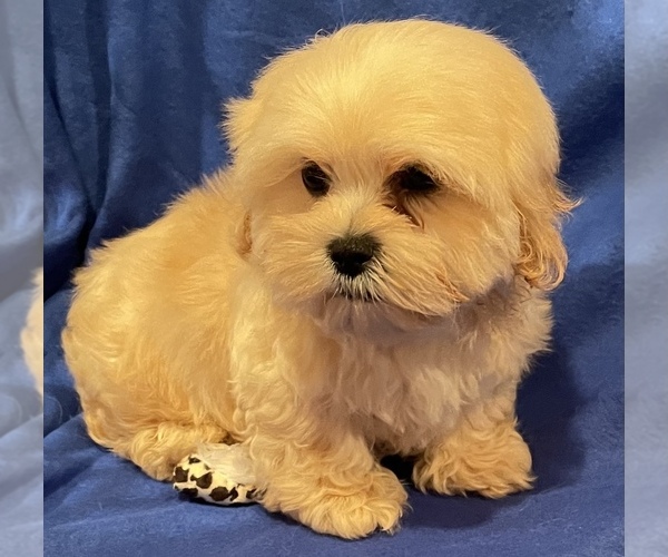 Medium Photo #3 Shih Tzu Puppy For Sale in PINK HILL, NC, USA