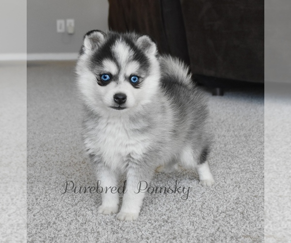 Medium Photo #2 Pomsky Puppy For Sale in KANSAS CITY, MO, USA