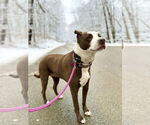 Small #33 American Pit Bull Terrier-Labrador Retriever Mix