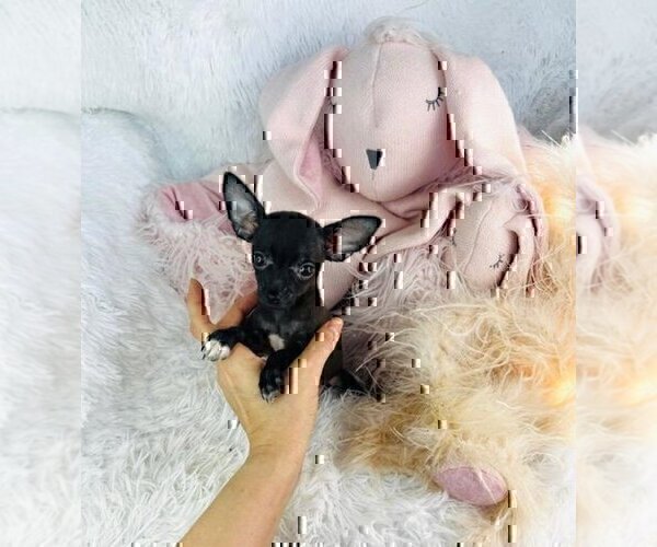 Medium Photo #13 Chihuahua Puppy For Sale in MIAMI, FL, USA