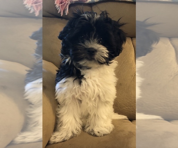 Medium Photo #1 Coton de Tulear Puppy For Sale in WINNSBORO, TX, USA