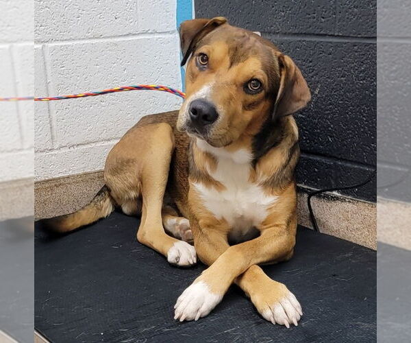 Medium Photo #2 Mutt Puppy For Sale in Canton, CT, USA