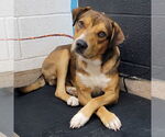 Small #1 Mutt