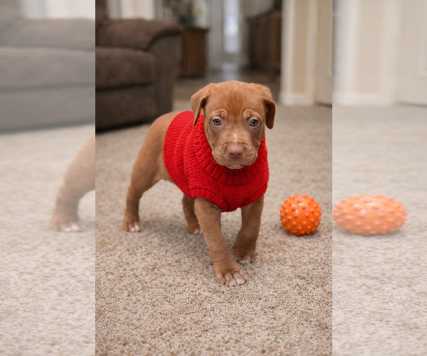 Medium Photo #6 Mutt Puppy For Sale in Euless, TX, USA