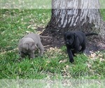 Small Photo #3 Labrador Retriever Puppy For Sale in PAYETTE, ID, USA