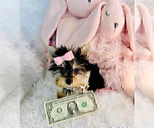 Medium Photo #3 Morkie Puppy For Sale in MIAMI BEACH, FL, USA