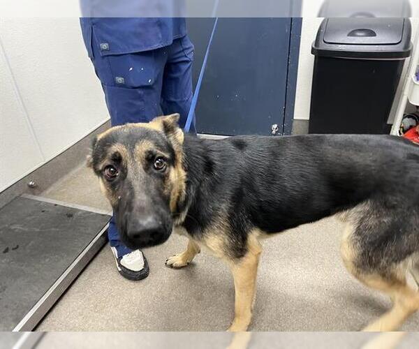 Medium Photo #1 German Shepherd Dog Puppy For Sale in HESPERIA, CA, USA