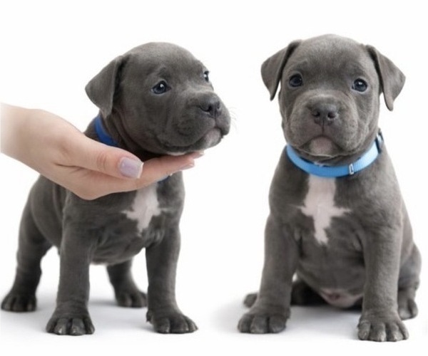 Medium Photo #2 American Pit Bull Terrier Puppy For Sale in ORANGE, NJ, USA