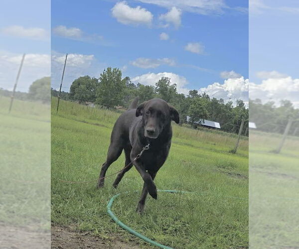 Medium Photo #3 - Mix Puppy For Sale in Tarrytown, GA, USA