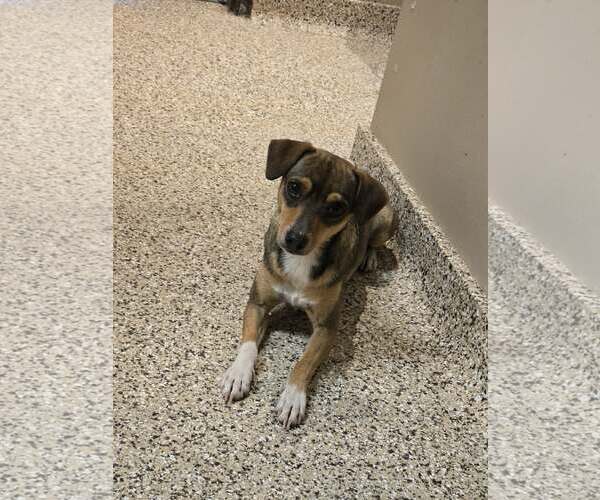 Medium Photo #2 Cheagle Puppy For Sale in Castle Rock, CO, USA