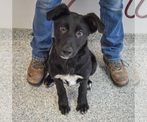 Medium Photo #3 German Shepherd Dog-Unknown Mix Puppy For Sale in Huntley, IL, USA