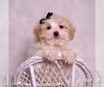 Puppy Walnut Maltipoo (Miniature)