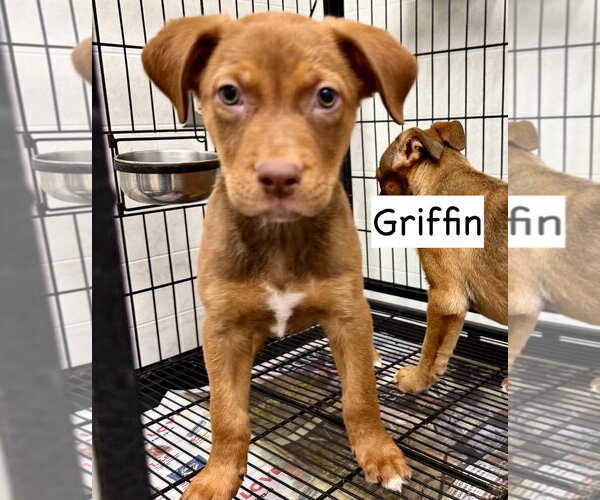 Medium Photo #5 Boxador Puppy For Sale in Gilberts, IL, USA