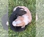 Small #3 Border Collie
