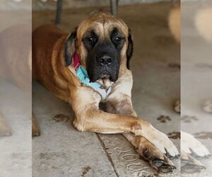 Mastiff Dogs for adoption in Vail, AZ, USA
