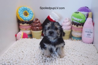 Morkie Puppy for sale in LAS VEGAS, NV, USA