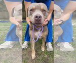 Small Photo #7 American Pit Bull Terrier-Unknown Mix Puppy For Sale in Magnolia Springs, AL, USA