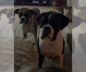 Mother of the Boxer puppies born on 02/13/2026