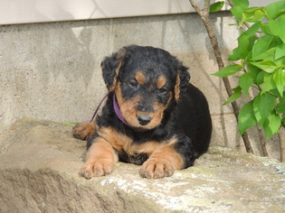 Airedale Terrier Puppy for sale in WASHINGTON, WV, USA